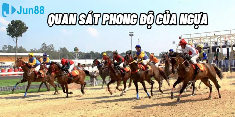 Quan sát phong độ của ngựa