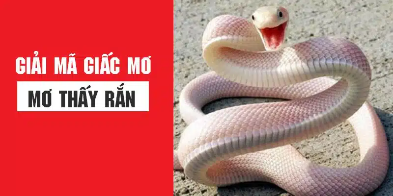 Nằm mơ thấy rắn là điềm báo gì và đánh con nào?