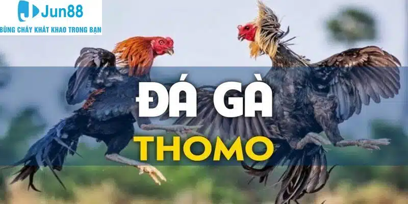 Kinh nghiệm tham gia trực tiếp đá gà Thomo 88 chắc thắng